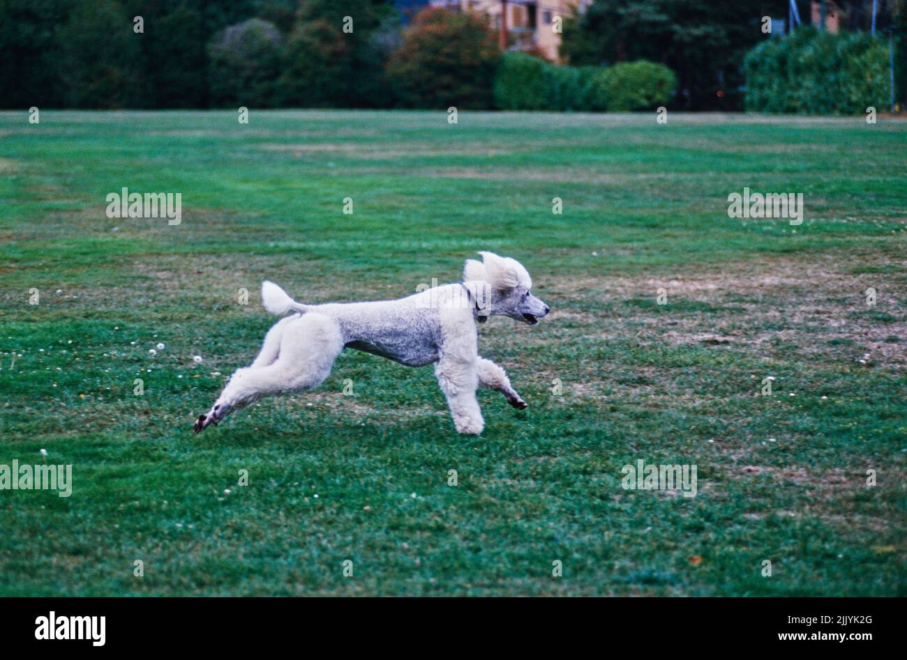 A standard poodle dog in grass Stock Photo - Alamy