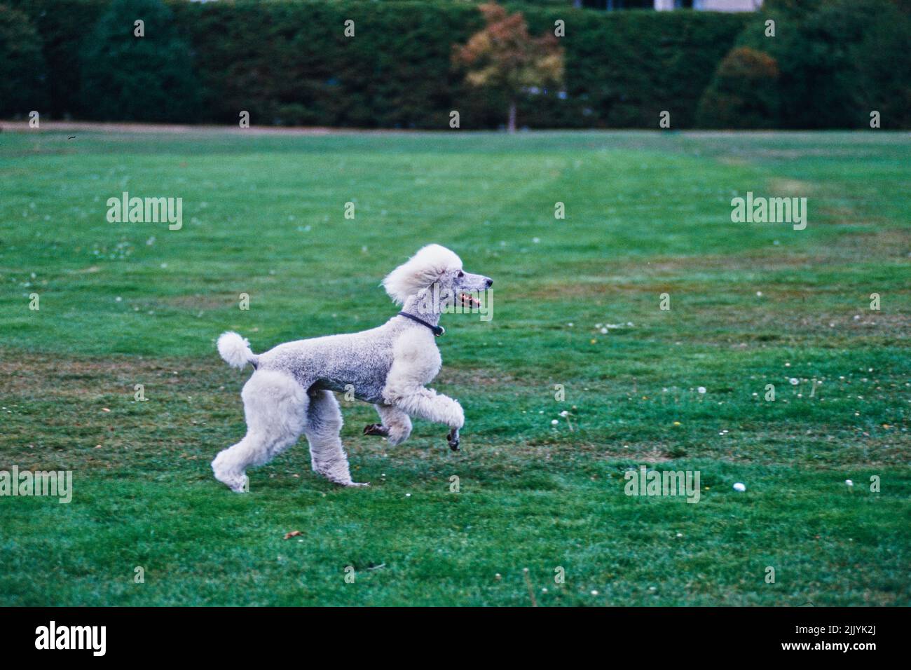 A standard poodle dog in grass Stock Photo - Alamy