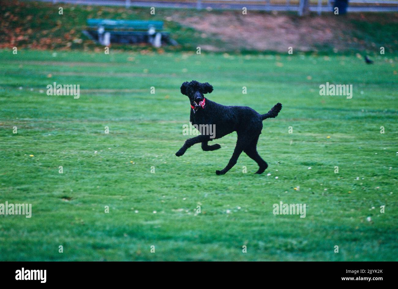 A standard poodle dog in grass Stock Photo - Alamy