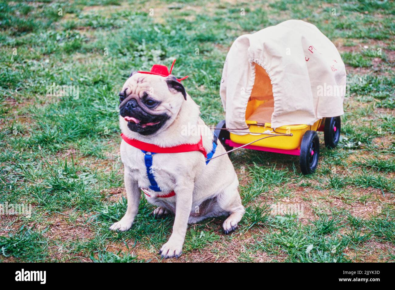 Pulling the pug hi res stock photography and images Alamy