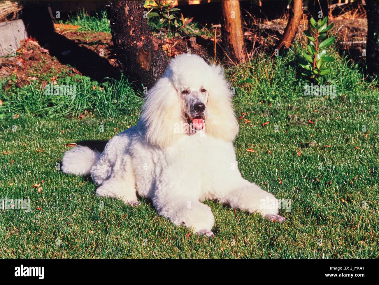 A standard poodle dog in grass Stock Photo - Alamy