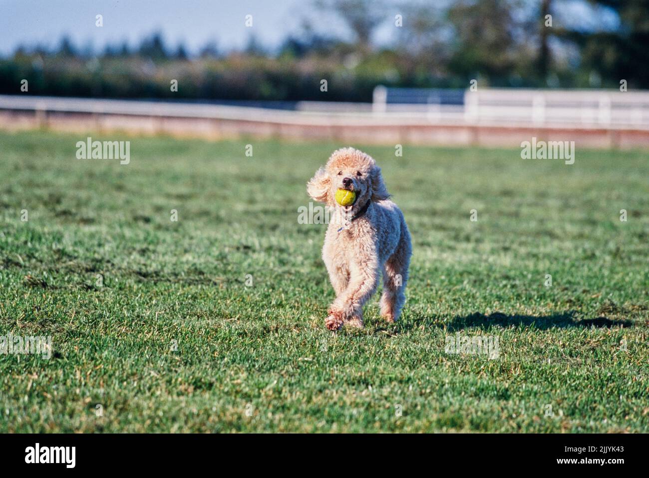 A standard poodle dog in grass Stock Photo - Alamy