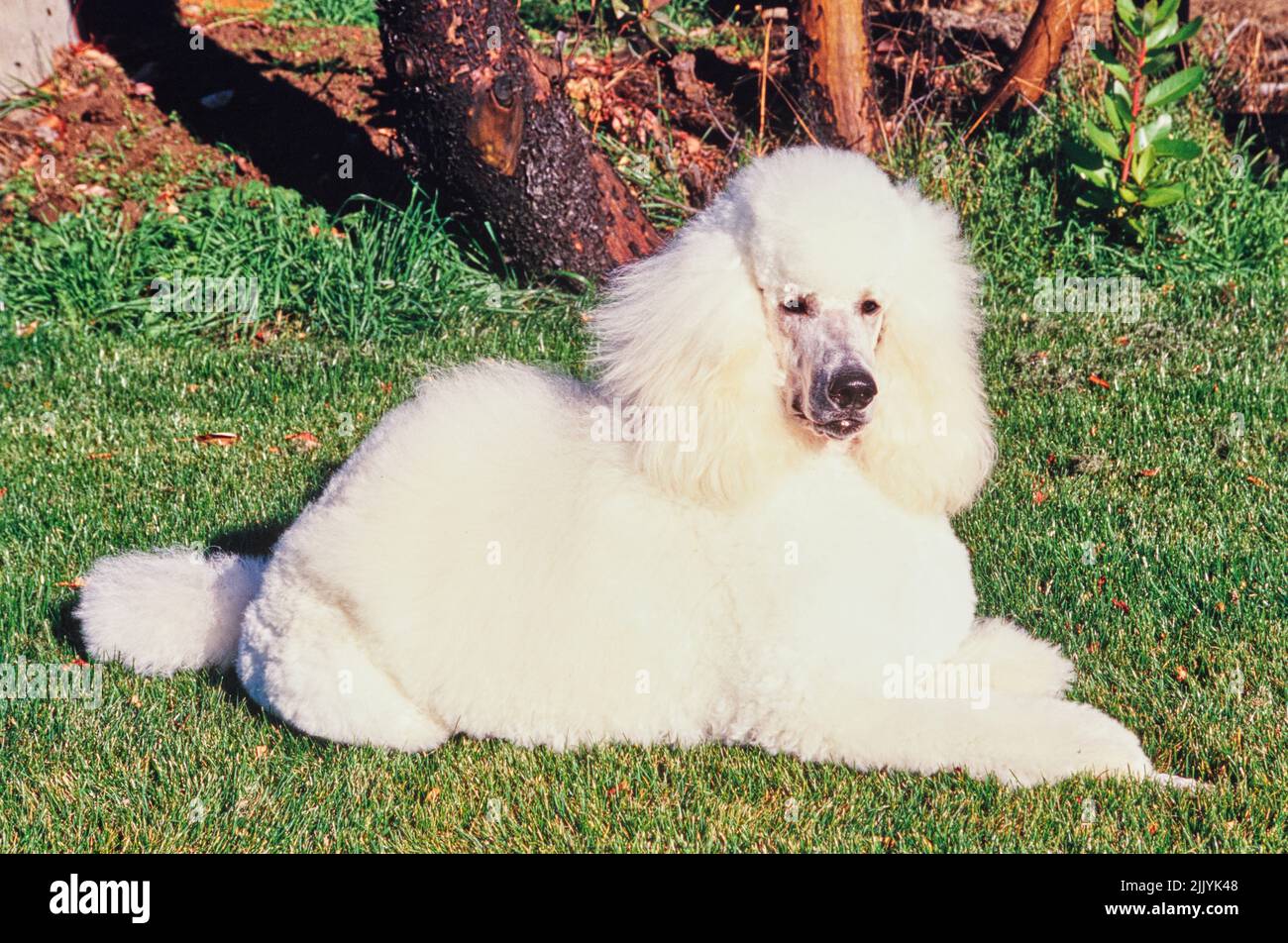 A standard poodle dog in grass Stock Photo - Alamy