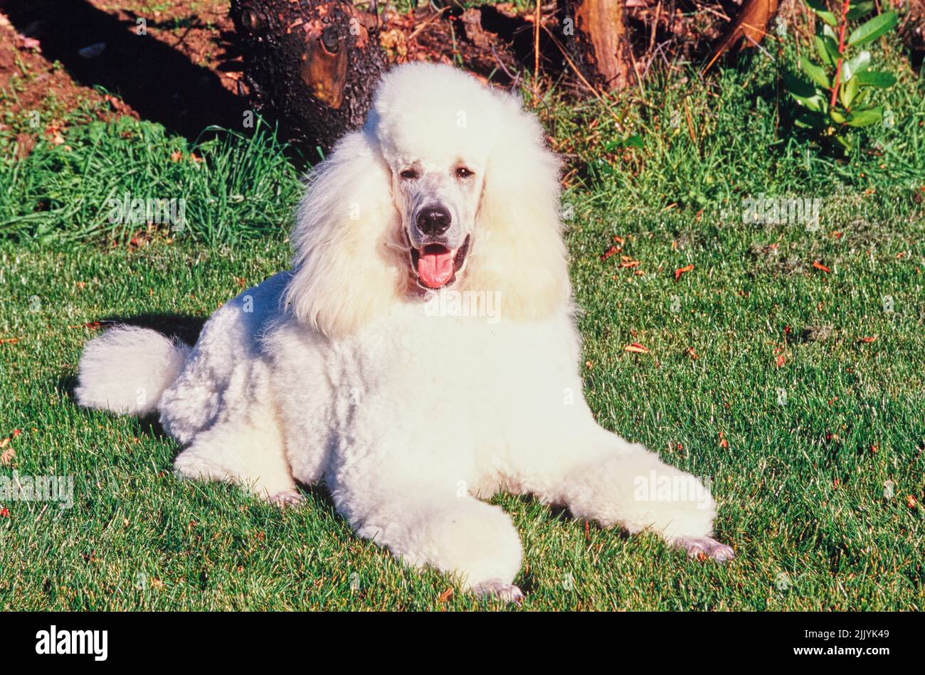 A standard poodle dog in grass Stock Photo - Alamy