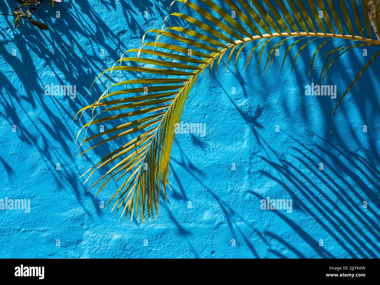 Palm frond and blue wall with shadows, Sayulita, Nayarit, Mexico. Stock Photo