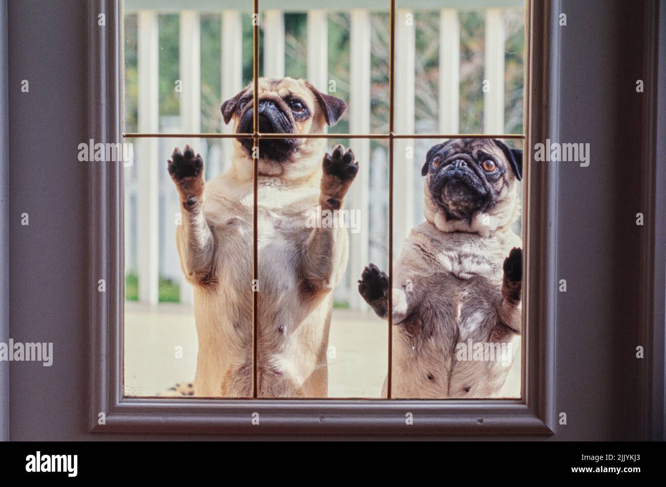 Can Dogs See Through Glass