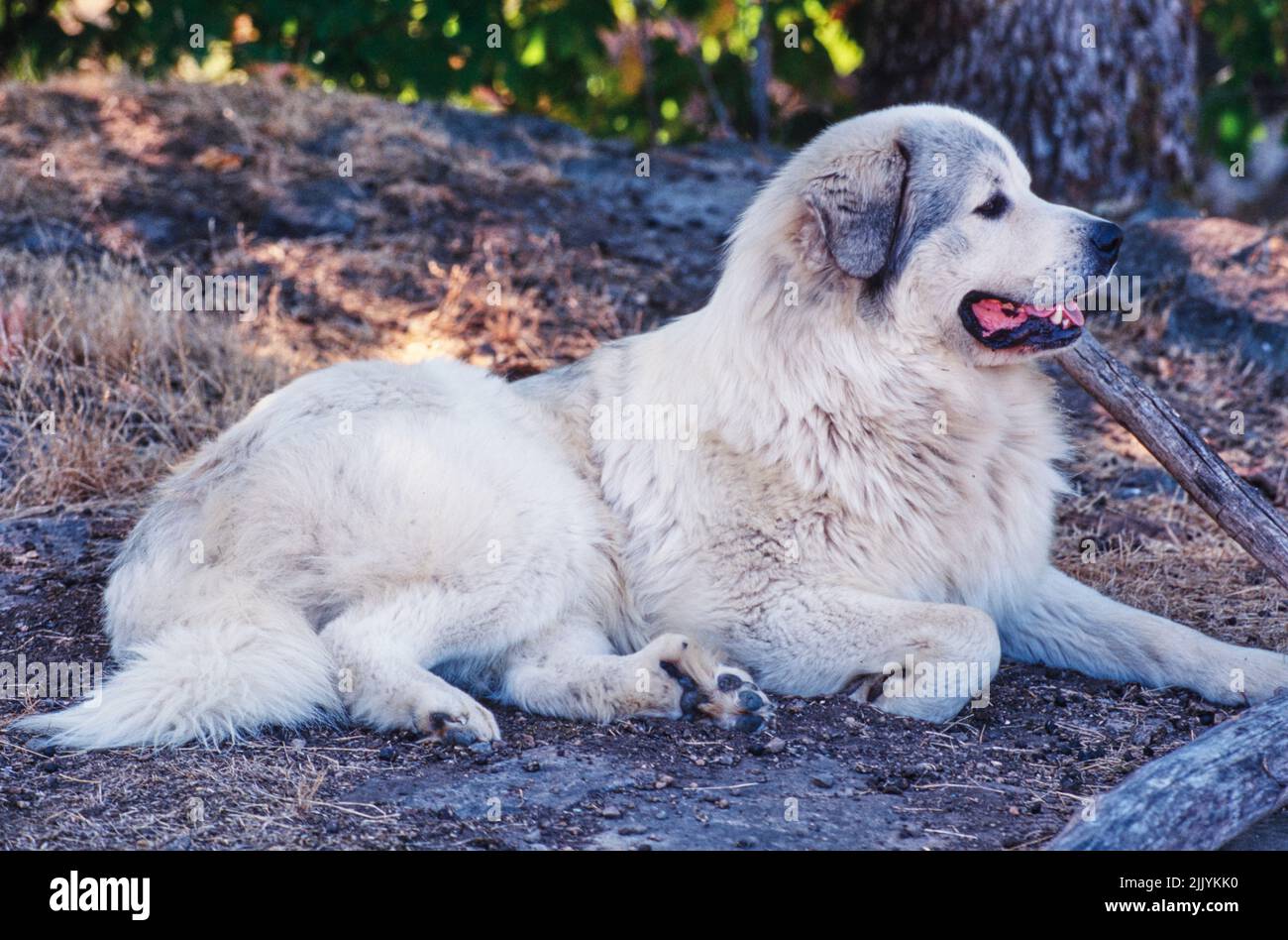 A Great Pyrenees dog in dirt Stock Photo
