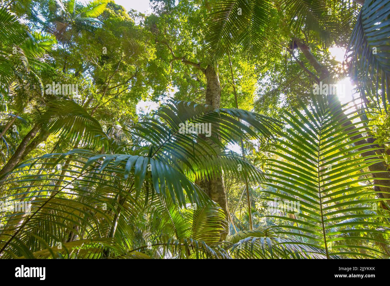 Looking up to canopy of tropical rain forest in Queensland Stock Photo ...