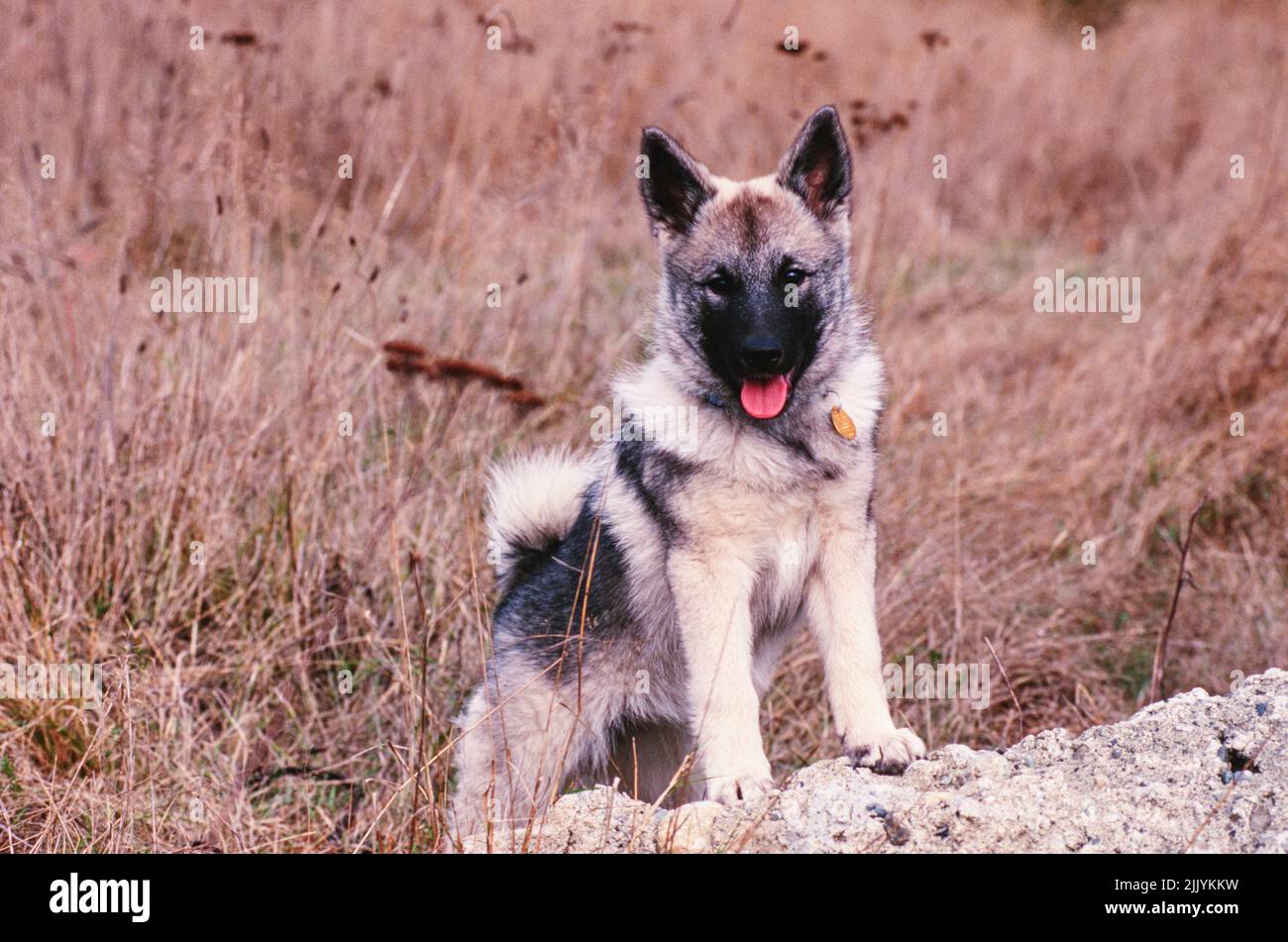 German shepherd best sale elkhound mix puppies
