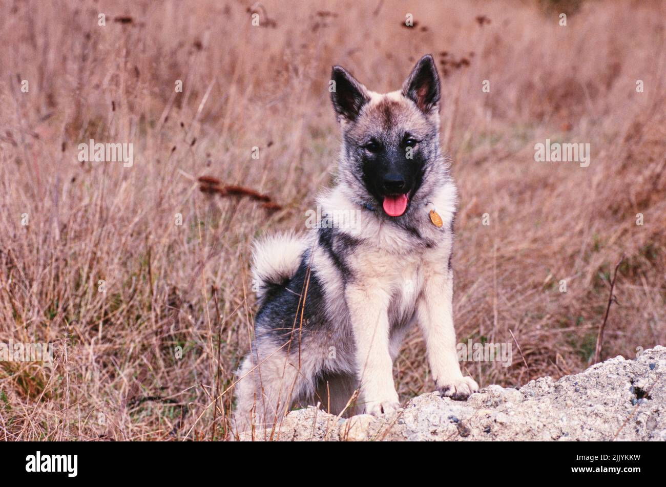 A Norwegian Elkhound puppy in grass with its paws on a rock Stock Photo