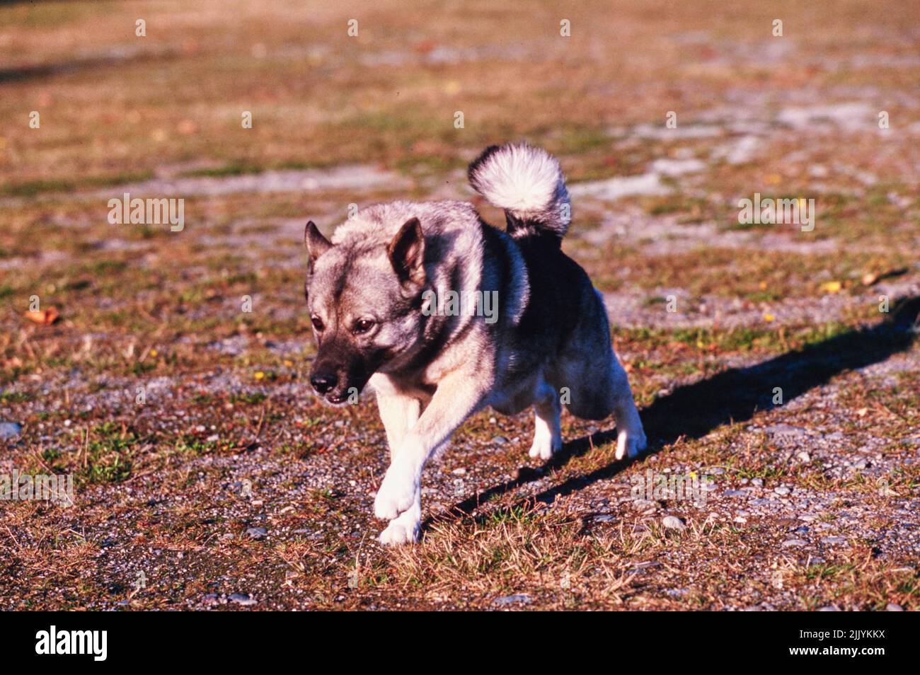 A Norwegian Elkhound in grass Stock Photo Alamy