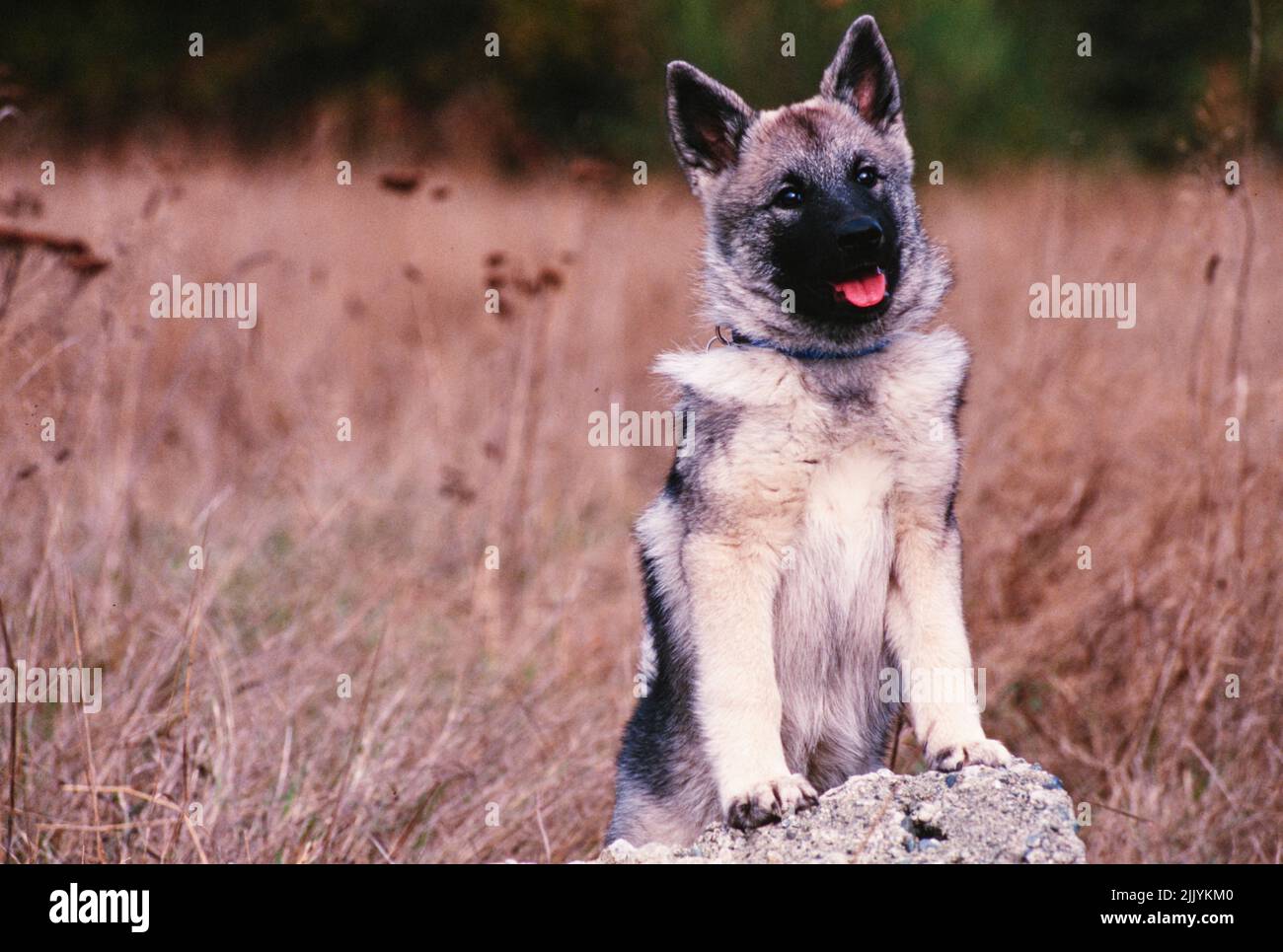A Norwegian Elkhound puppy in grass with its paws on a rock Stock Photo