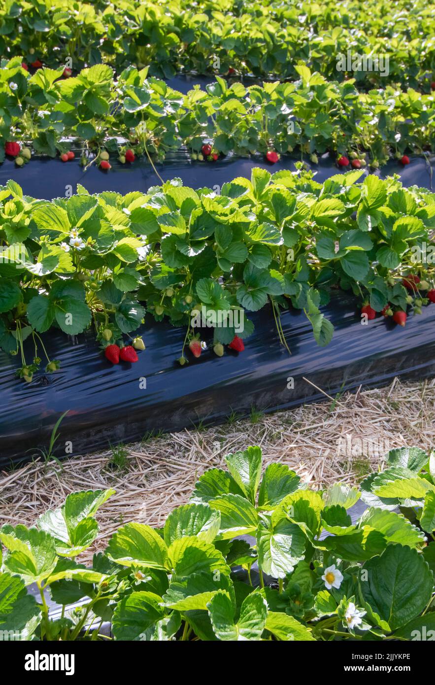 Strawberry juicy plants ripe hi-res stock photography and images - Alamy