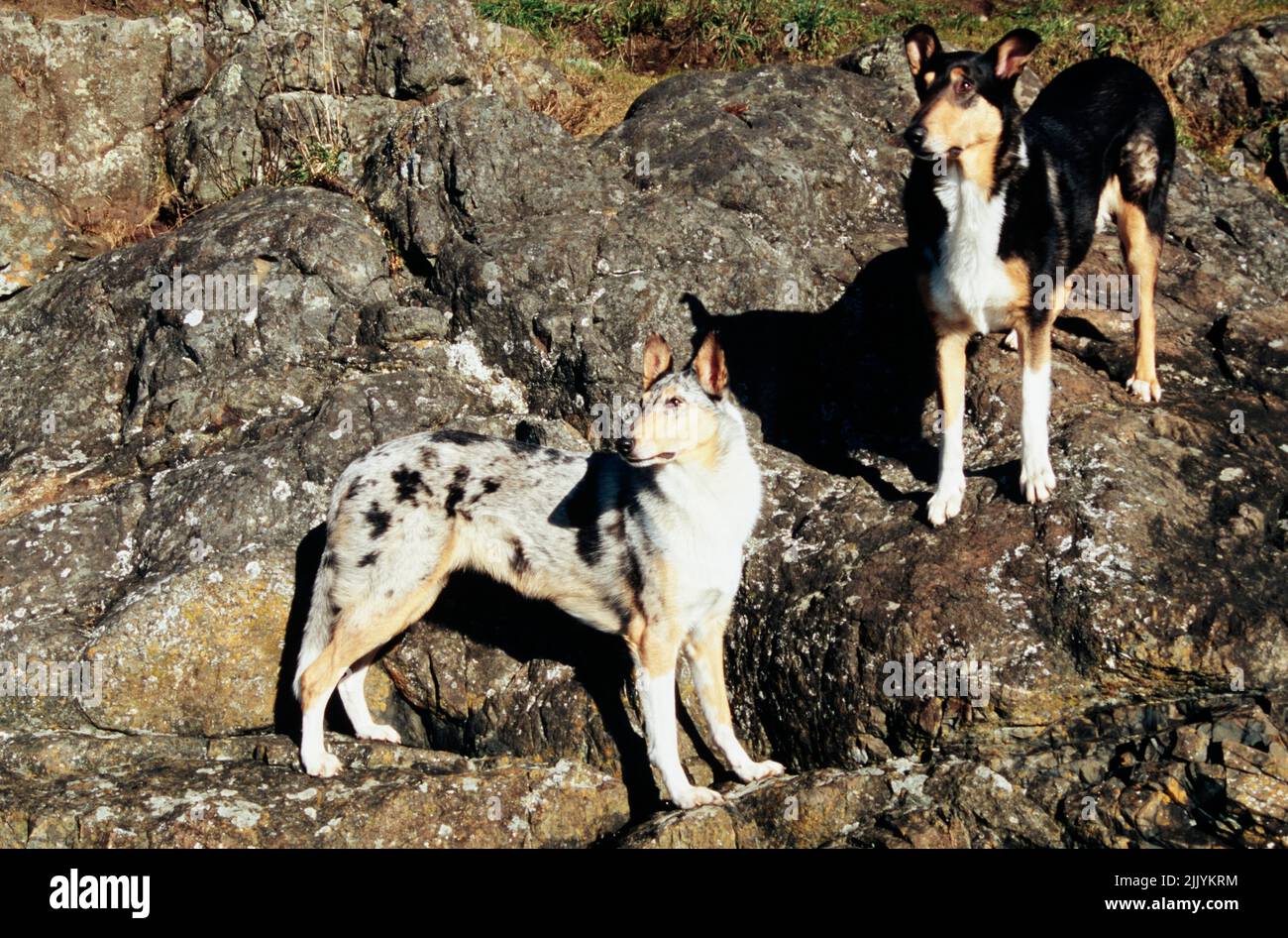 Two Collie dogs standing on rocky surface outside Stock Photo - Alamy