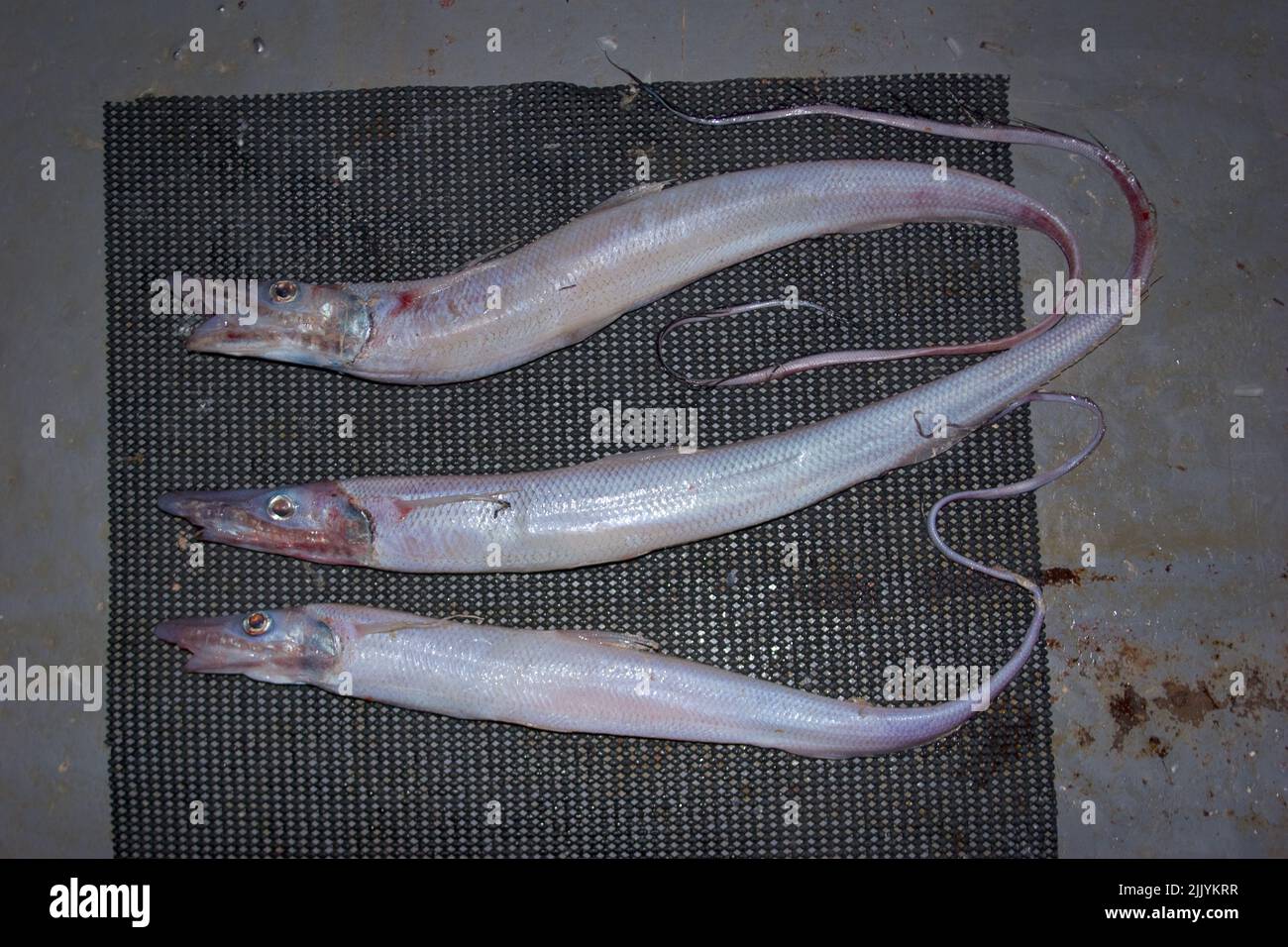 A Look at life in New Zealand: Freshly landed catch (Abyssal Halosaurs: Halosauropsis macrochir), from a deep-sea trawl. Stock Photo