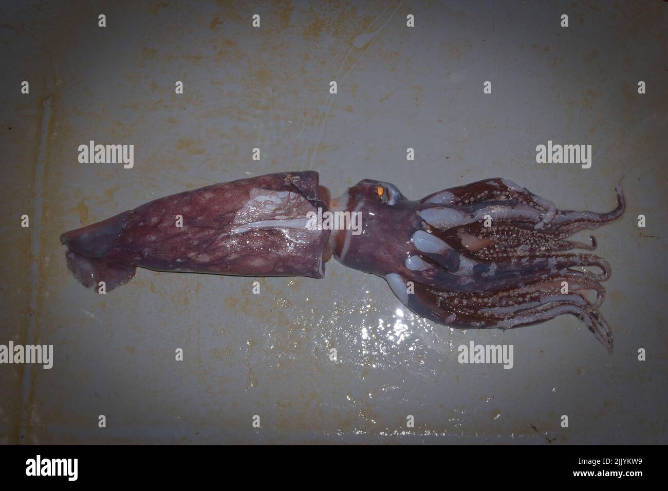 A Look at life in New Zealand: Freshly landed catch (Jewel Squid: Histioteuthis), from a deep-sea trawl. Stock Photo