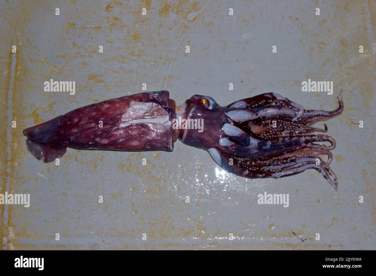 A Look at life in New Zealand: Freshly landed catch (Jewel Squid: Histioteuthis), from a deep-sea trawl. Stock Photo
