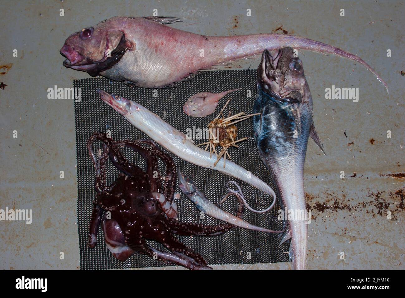 A Look at life in New Zealand: Freshly landed catch from a deep-sea trawl. Some weird and unusual species. Black Discfish; Frogmouth; eels. Stock Photo