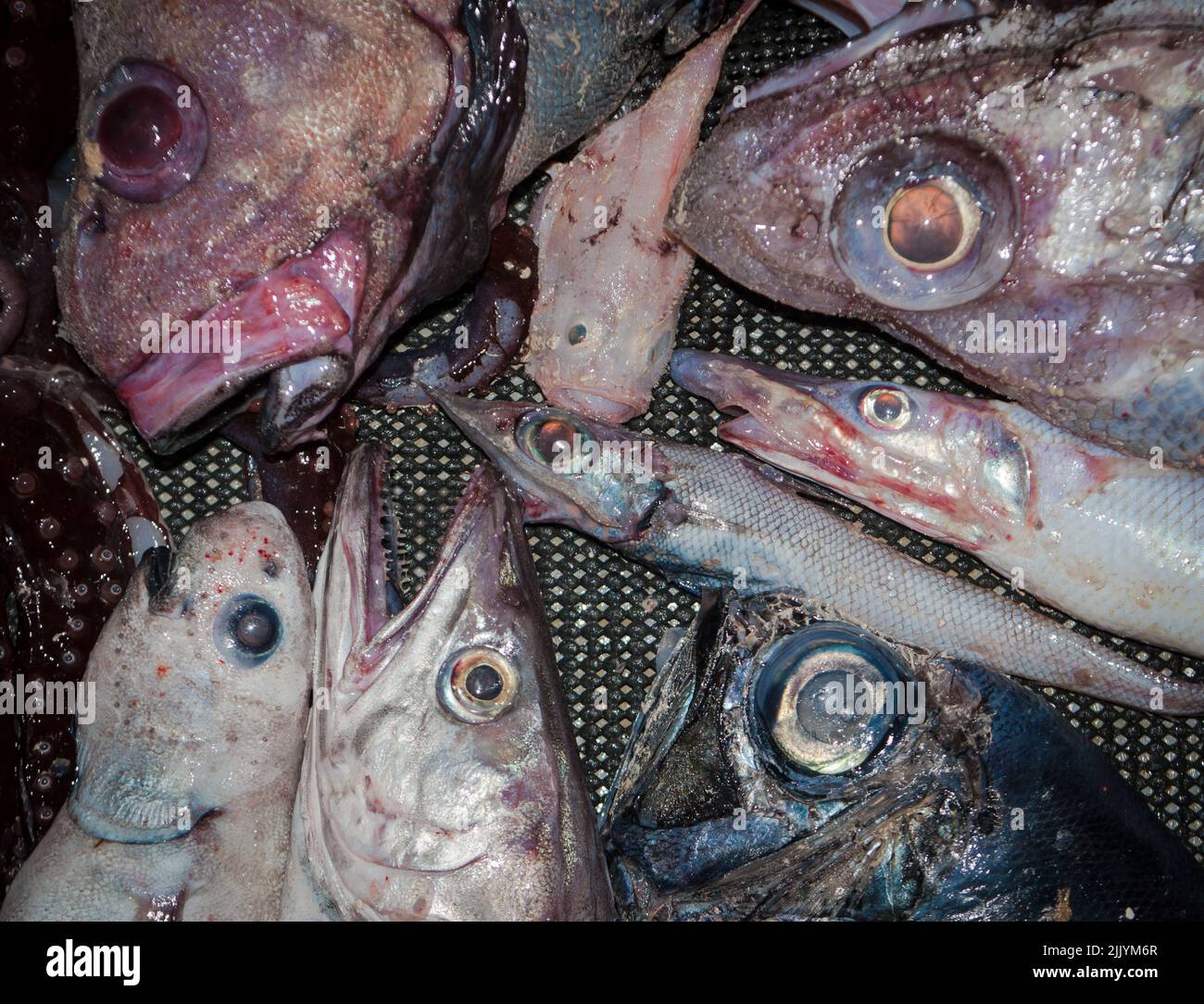 A Look at life in New Zealand: Freshly landed catch from a deep-sea trawl. Some weird and unusual species. Black Discfish; Frogmouth; eels. Stock Photo