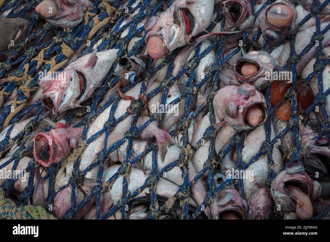 A Look at Life New Zealand: Catch from a deep-sea trawl, including Orange Roughy, Ribaldo, Dogfish. Stock Photo