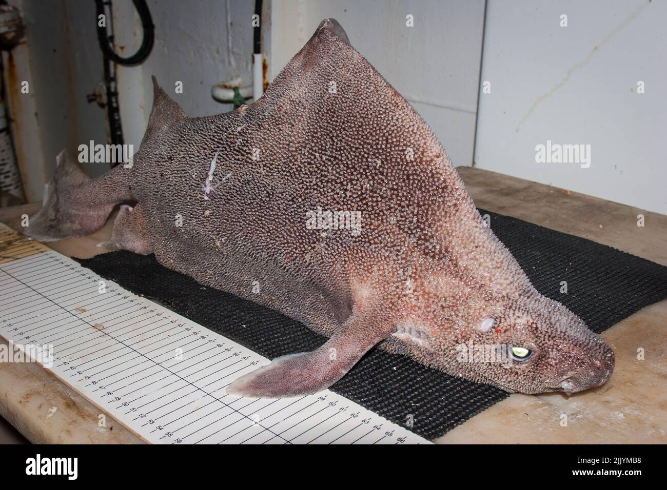 A Look at life in New Zealand: Freshly landed catch (Prickly Dogfish: Oxynotus bruniensis), from a deep-sea trawl. Stock Photo