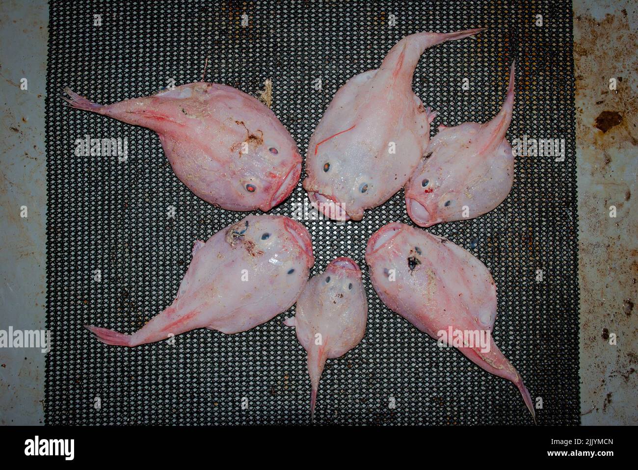 A Look at life in New Zealand: Pink Frogmouth (Chaunax pictus): bycatch from trawl net on a commercial fishing trawler. Cute little fishes. Stock Photo