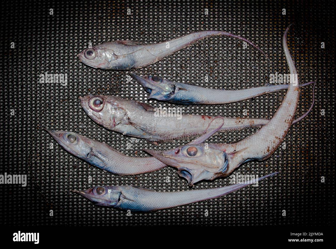 A Look at life in New Zealand: Freshly landed catch (Slickheads:  from a deep-sea trawl. Stock Photo