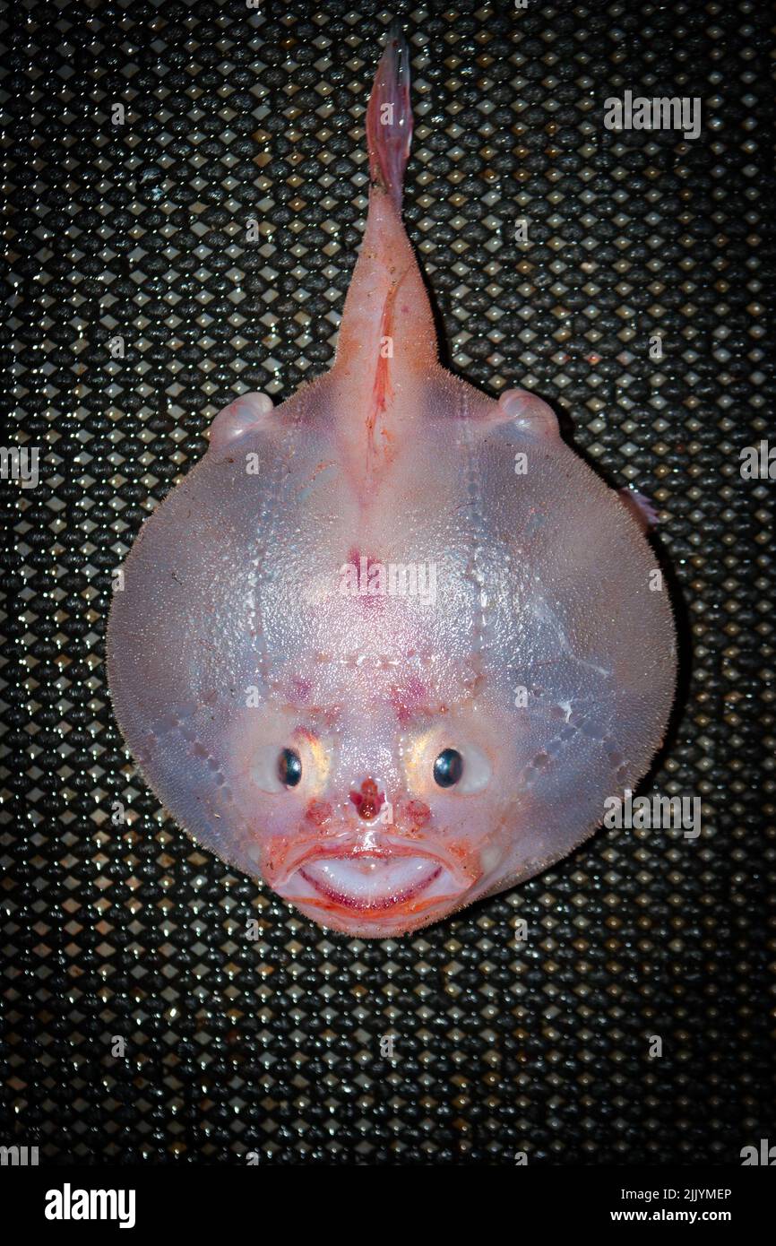 Abyssal fishes hi-res stock photography and images - Alamy