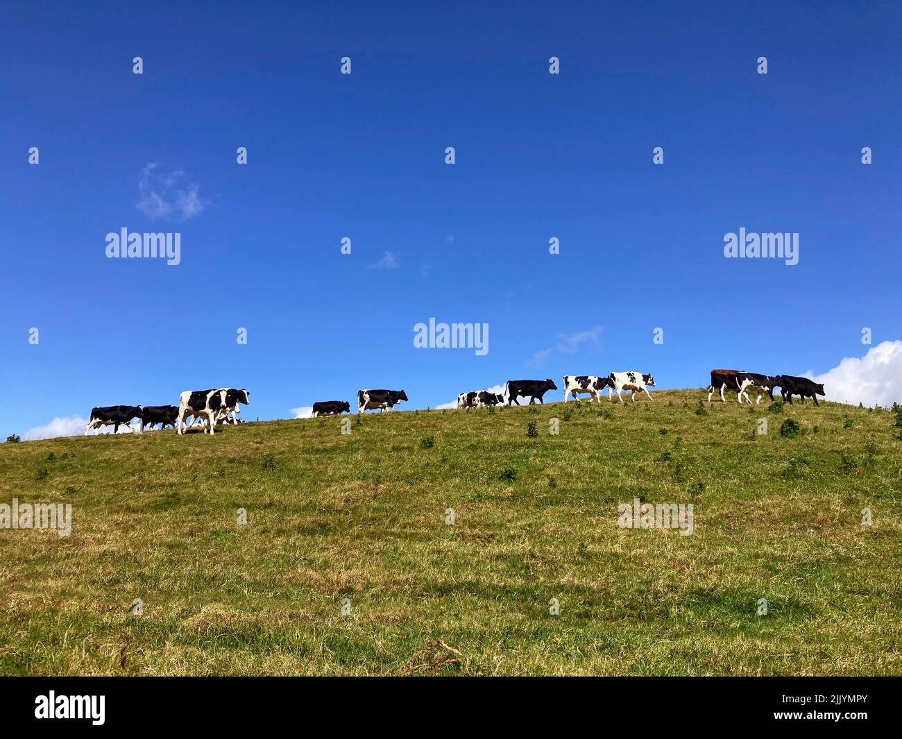 Cows Ireland Stock Photo