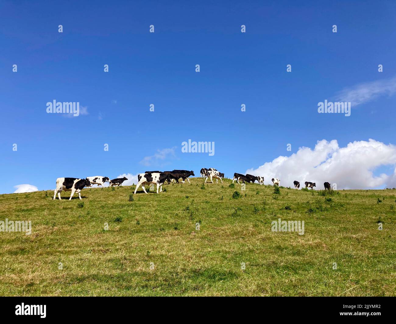Cows Ireland Stock Photo
