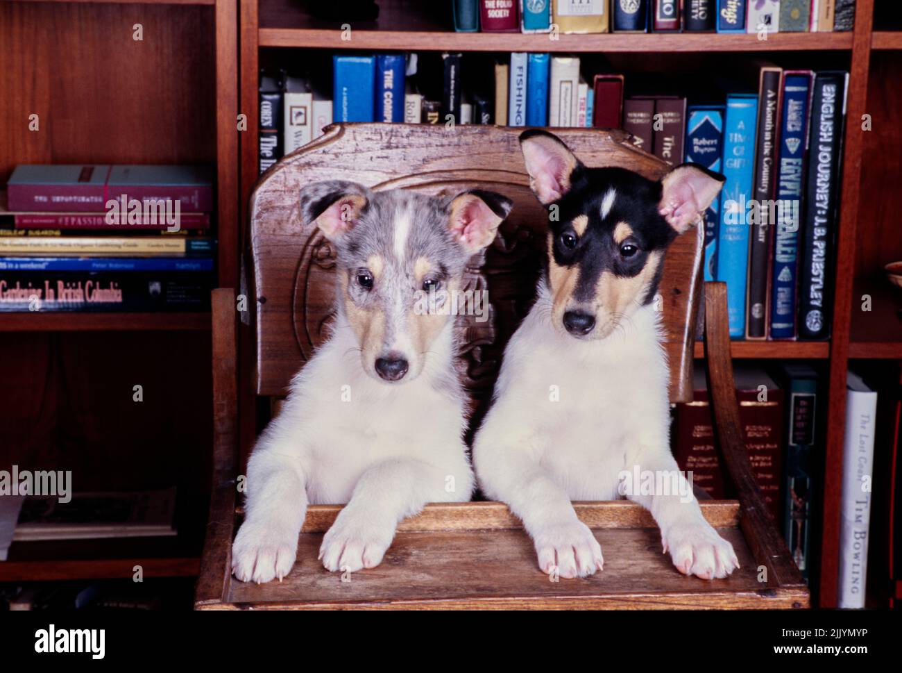 Collie puppies sitting wooden high chair in front of bookshelf Stock