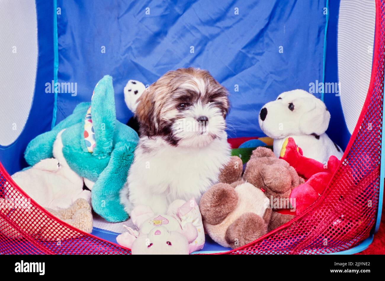 stuffed lhasa apso