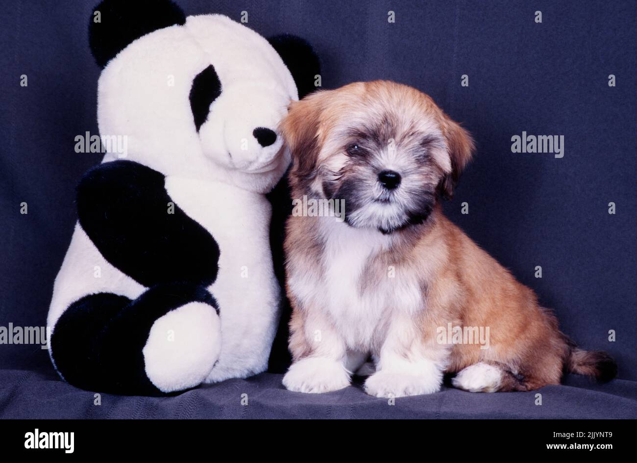 Lhasa apso stuffed clearance toy