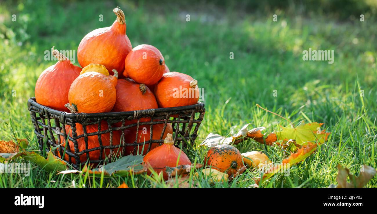 Basket with fresh pumpkins on green grass outdoors Stock Photo - Alamy