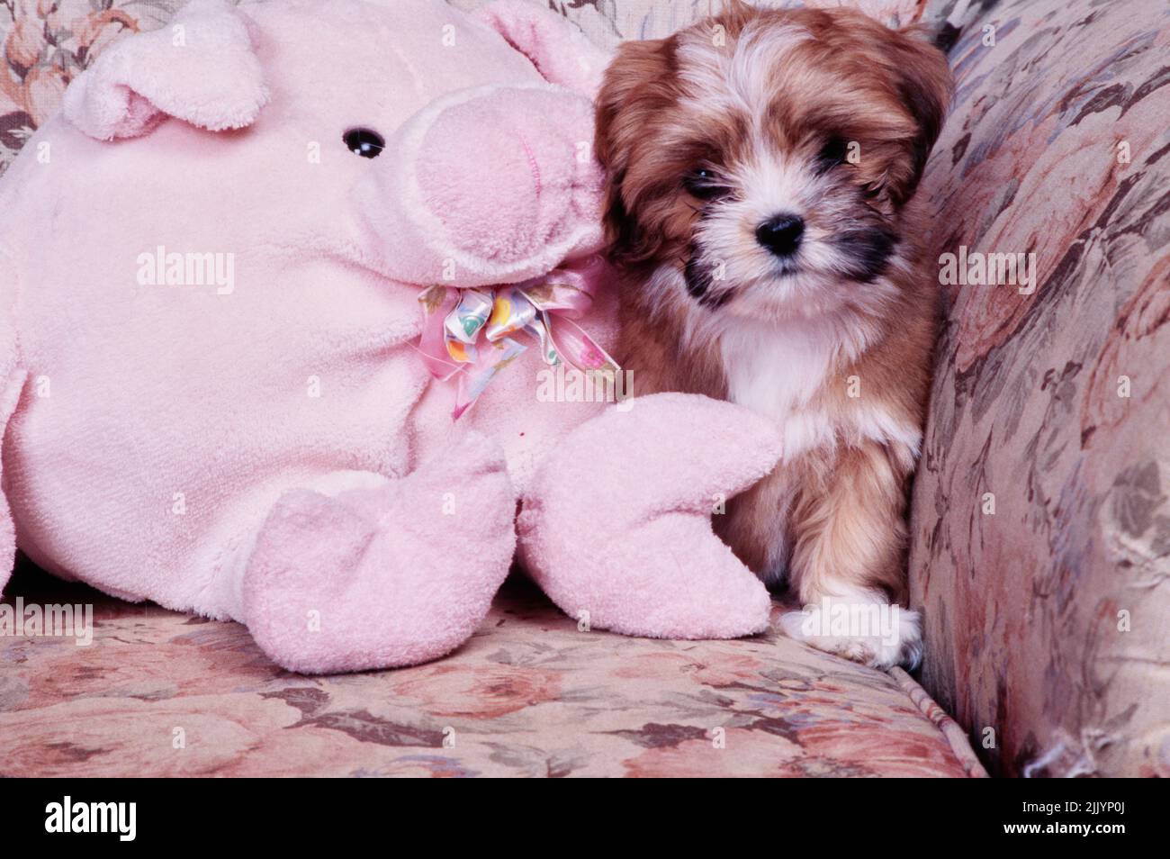 A Lhasa apso puppy on a couch with a pink stuffed toy Stock Photo