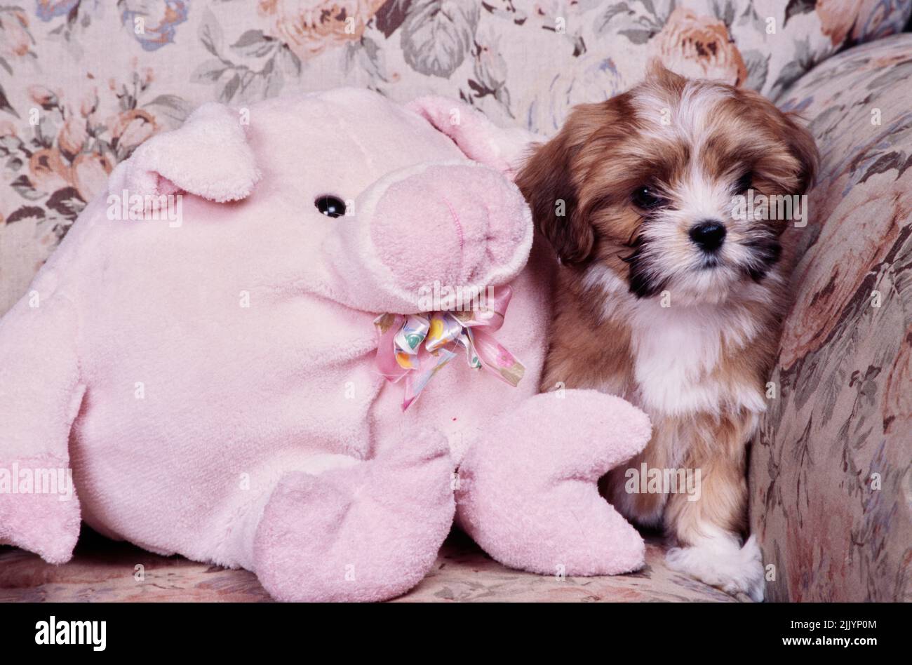 A Lhasa apso puppy on a couch with a pink stuffed toy Stock Photo