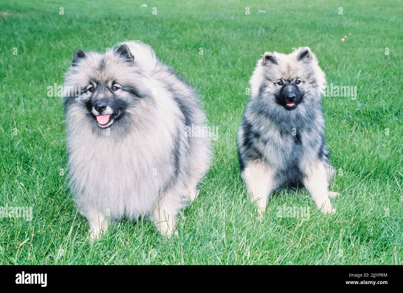 Two Keeshond dogs on grass Stock Photo Alamy