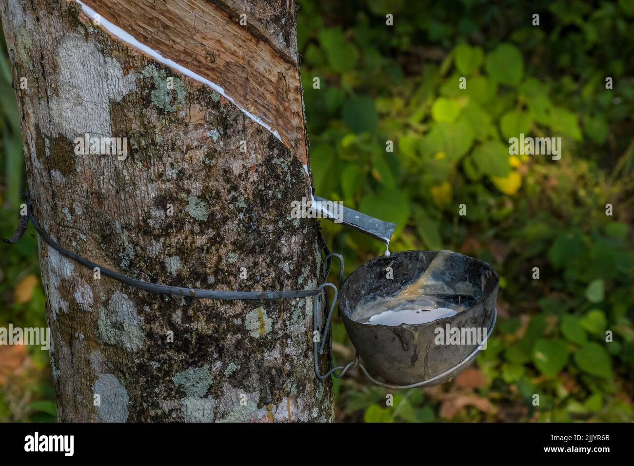 Rubber elastic latex extracted from Rubber tree Kerala India Stock