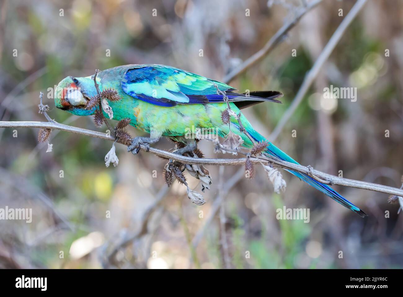 Australian Ringneck Parrot feeding on Bathurst Burr Stock Photo Alamy