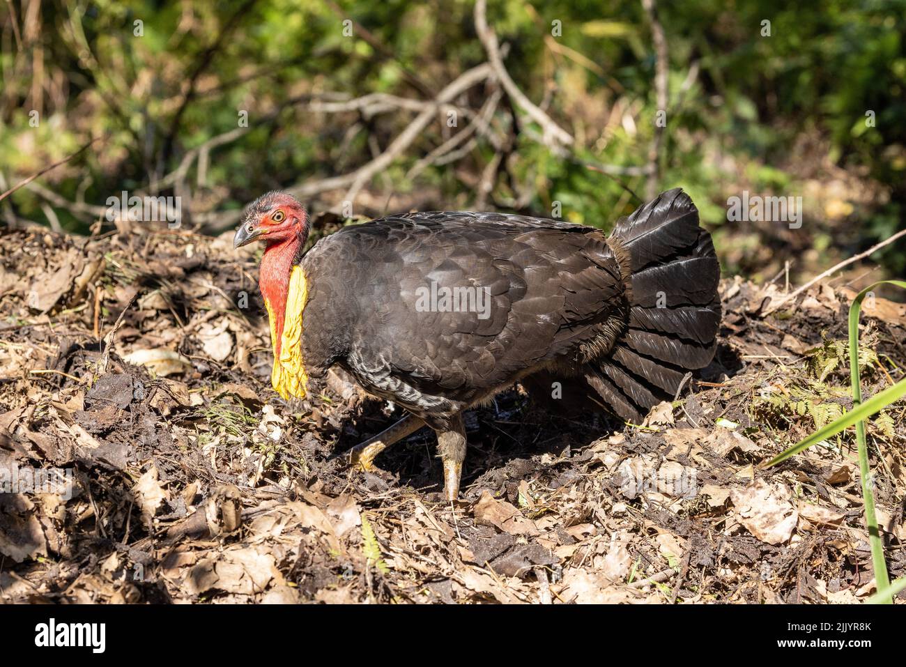 Australian Brush Turkey tending mound nest area Stock Photo Alamy