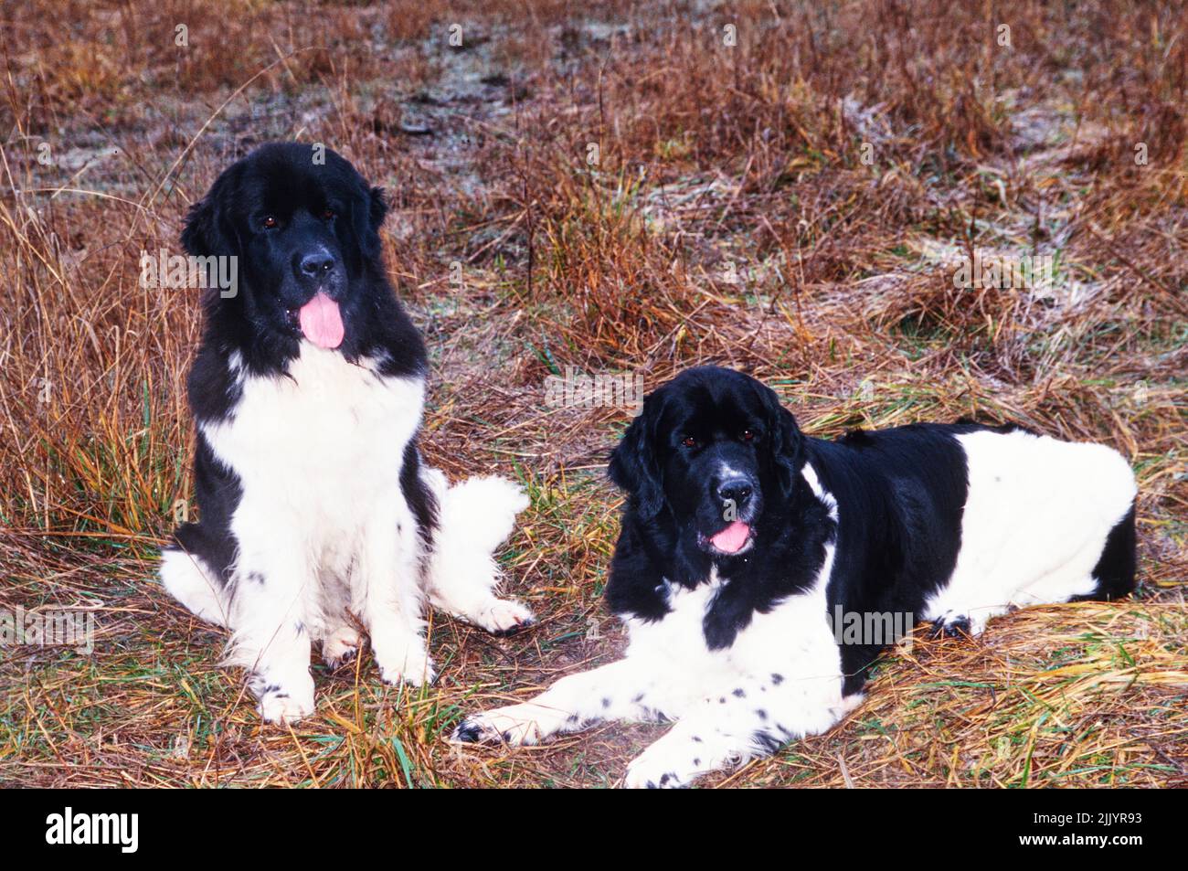 Two Newfoundland dogs in grass Stock Photo Alamy
