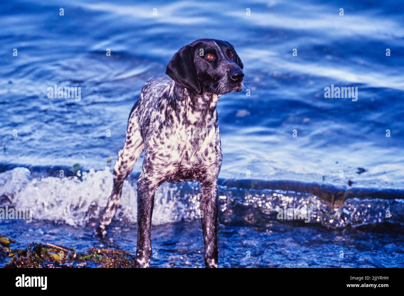A German shorthaired pointer on the shore Stock Photo Alamy