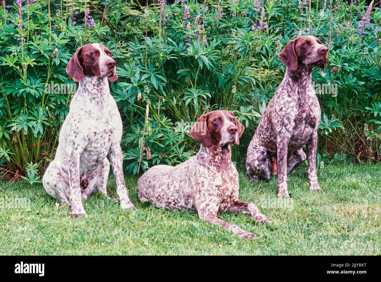 Three German shorthaired pointers in grass Stock Photo - Alamy