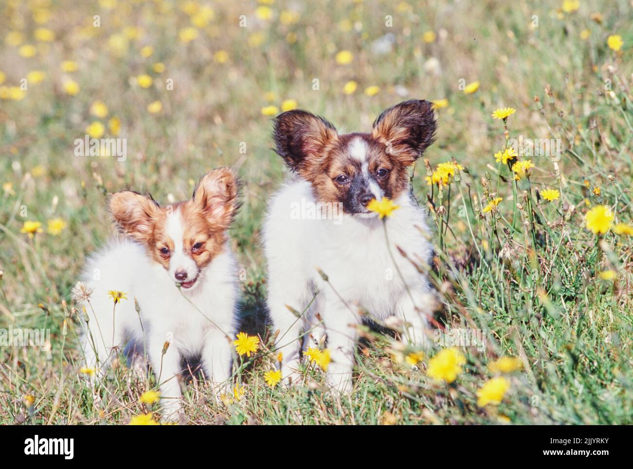 Photo inspiration: Gallery Detail: Two Papillon Puppies In Grass Stock Photo