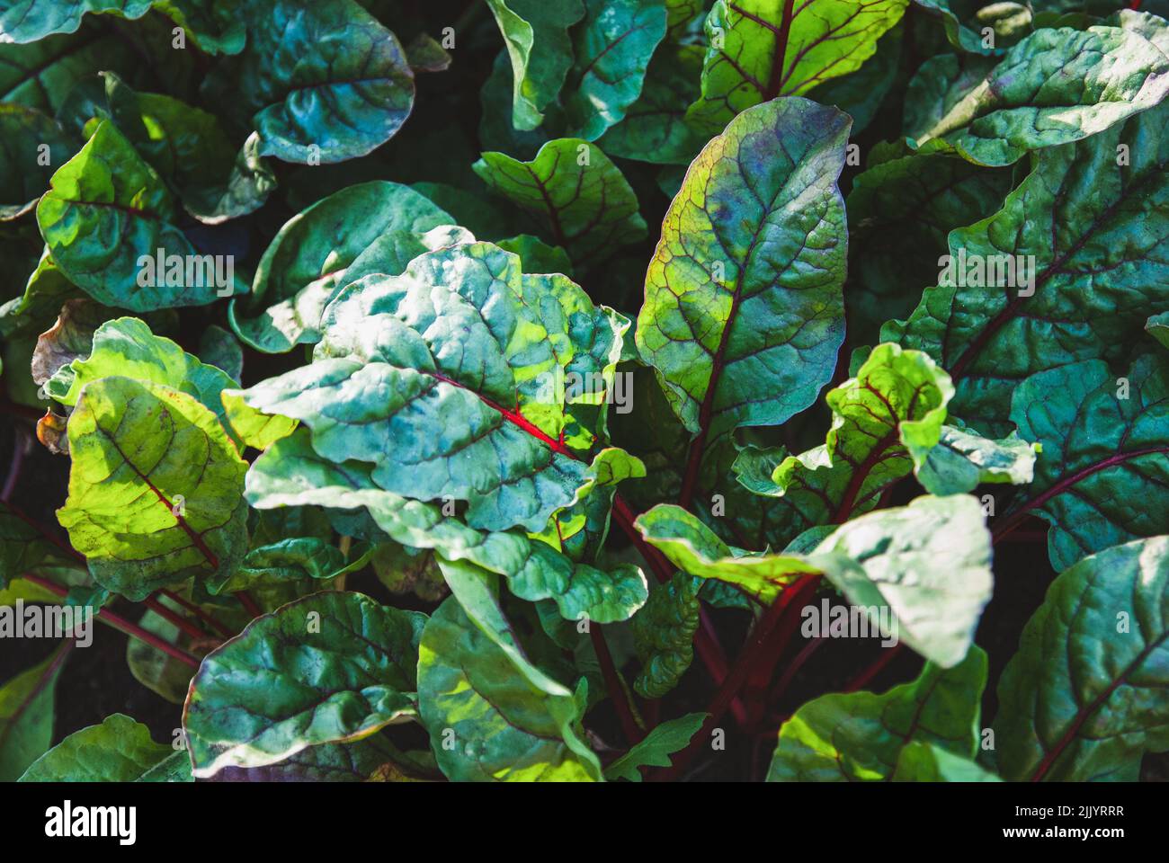 beetroot leaves texture, beet leaf growing in the garden Stock Photo
