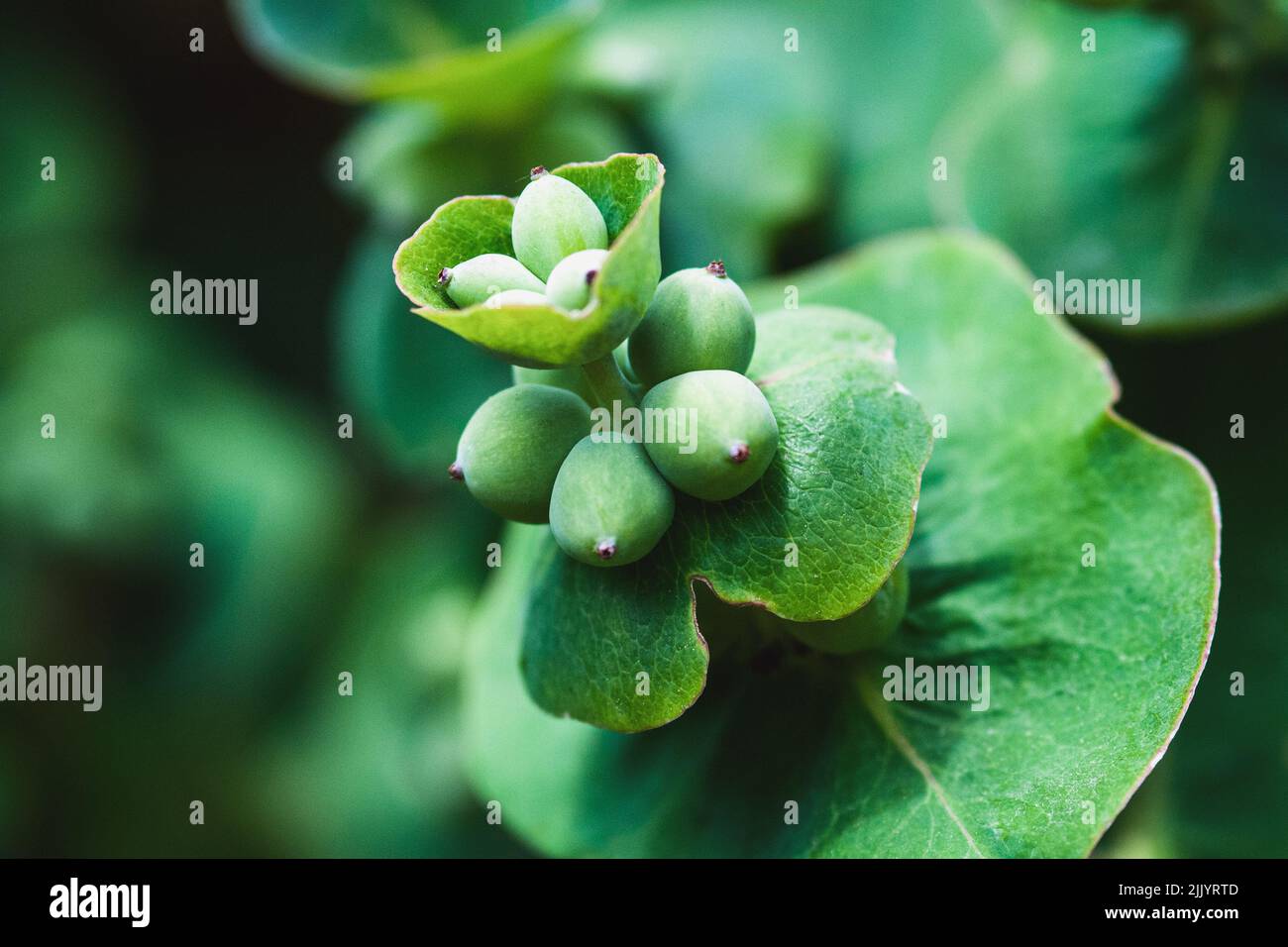 goat leaf honeysuckle fruits, lonicera caprifolium unripe berries closeup Stock Photo
