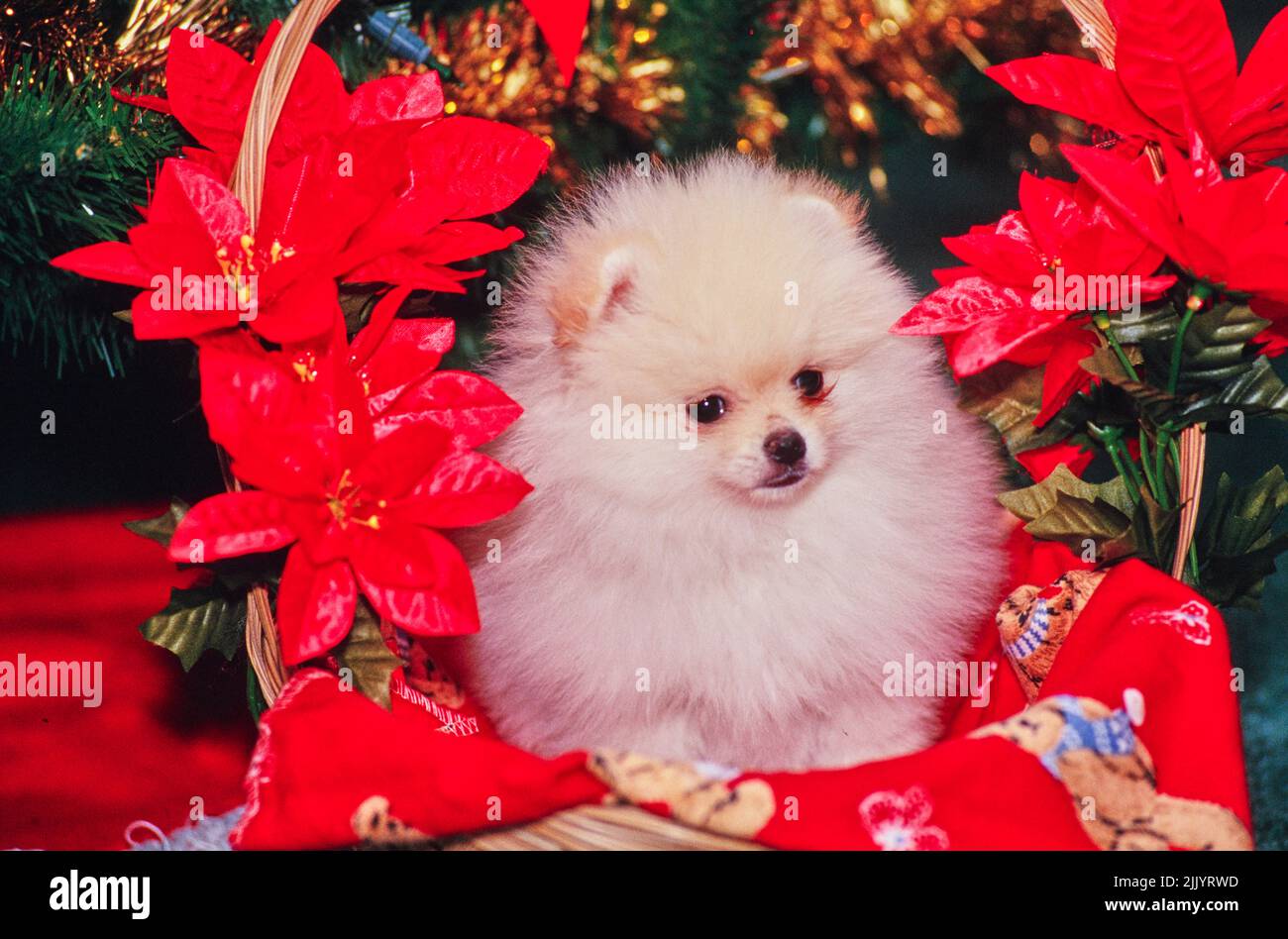 A Pomeranian dog in a basket Stock Photo Alamy