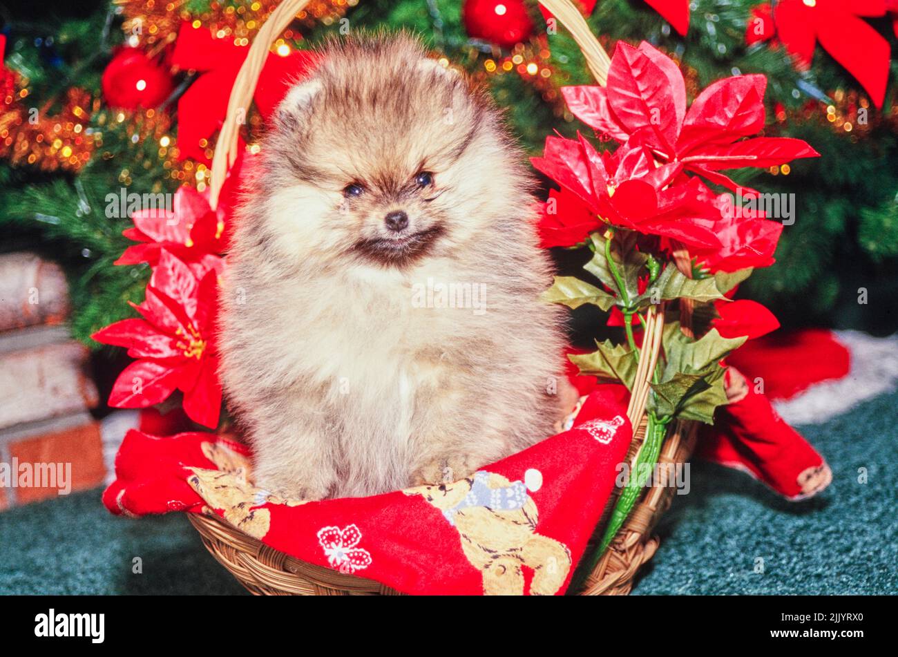 A Pomeranian dog in a basket Stock Photo Alamy