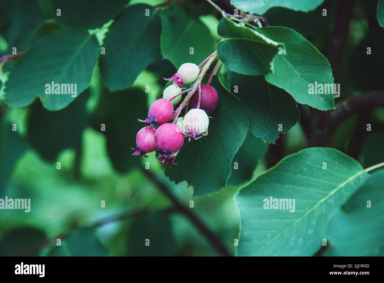 Saskatoon serviceberry fruit, Amelanchier alnifolia or shadberry ripening in the garden Stock Photo
