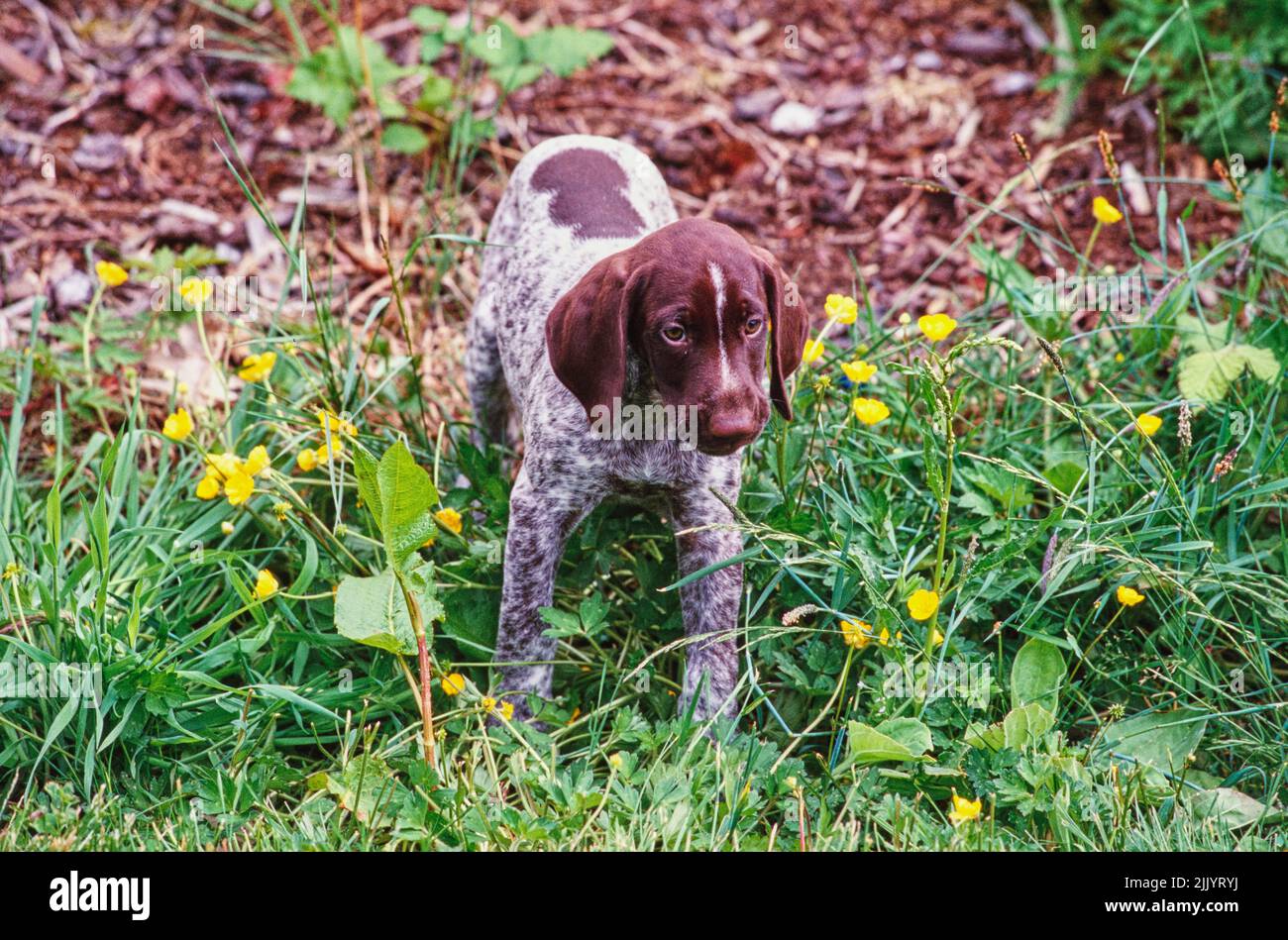 A German shorthaired pointer puppy in grass Stock Photo Alamy